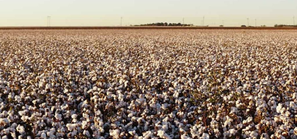 Cotton Production