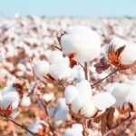 Cotton Production