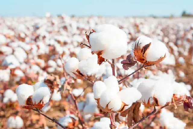 Evaluation of Cotton Production Under Limited Water Resources
